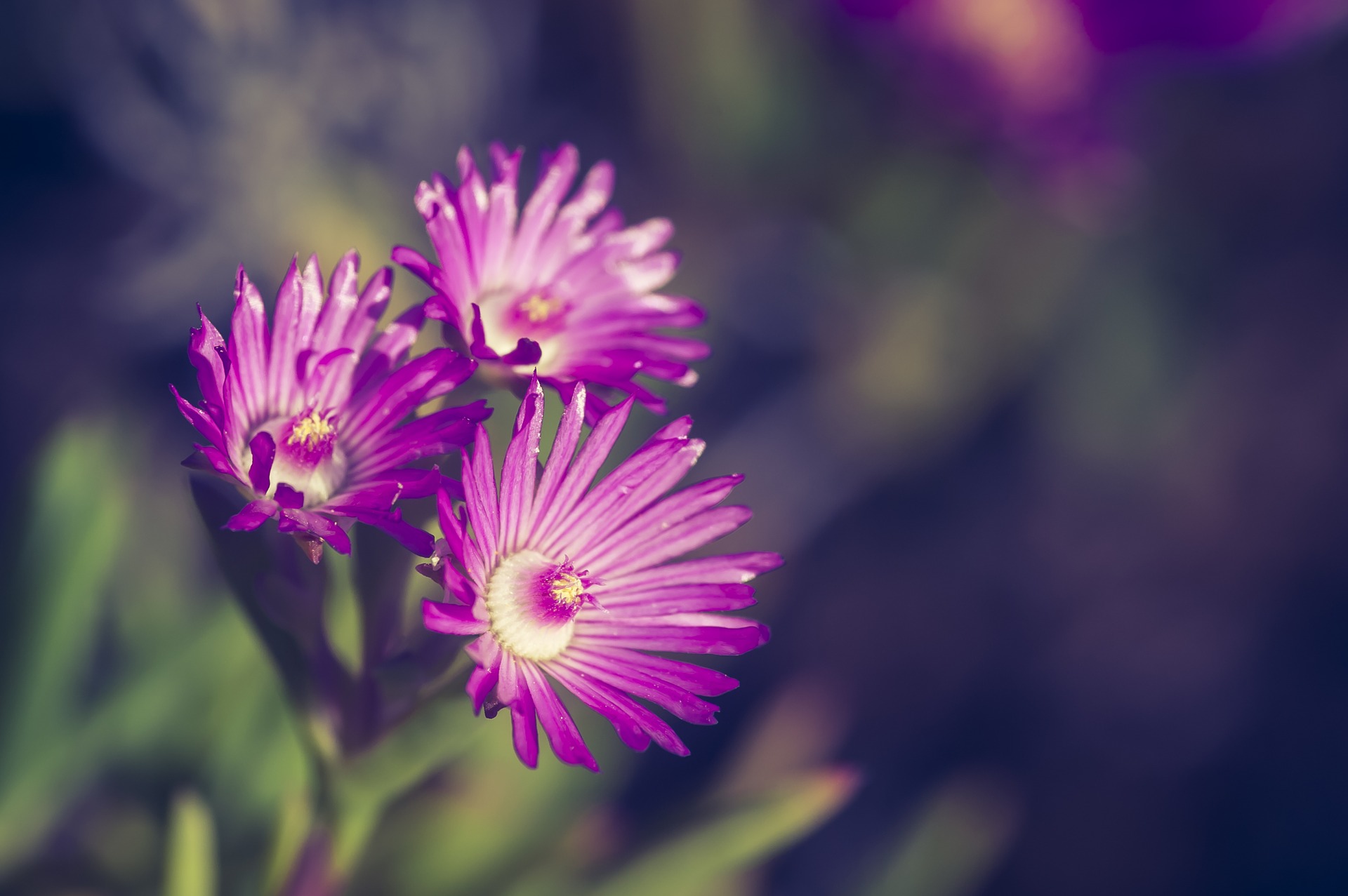 flower-2266225_1920
