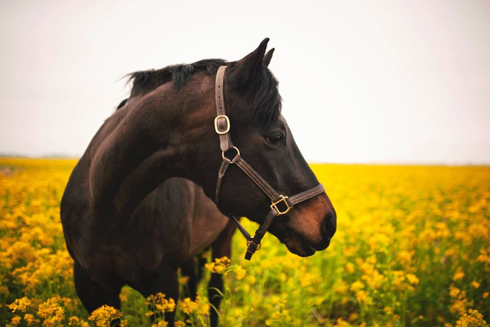 STRIDES Horse Pic