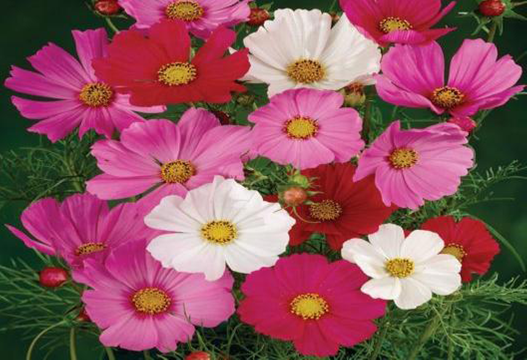 Trinity Horticulture Pre-Sale